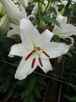 [5317 Monteneu VWS No02.JPG]